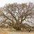 Pohon Ficus Lutea