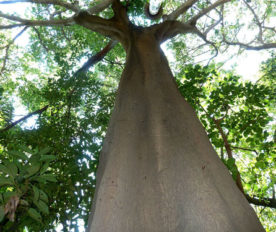 Pohon Ficus Polita