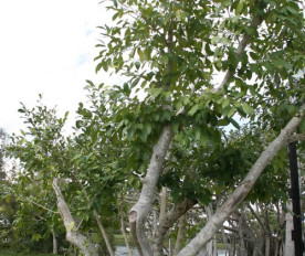 Pohon Ficus Tinctoria