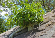 Pohon Ficus abutilifolia