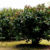 Pohon Pohon Karet Kebo Ficus Elastica