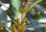 Tanaman Ficus Pleurocarpa