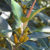Tanaman Ficus Pleurocarpa
